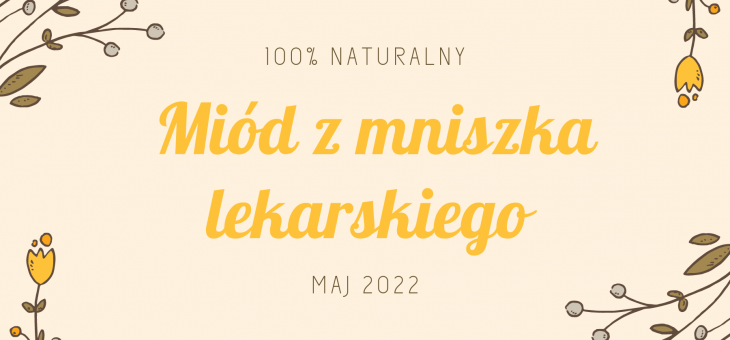 „Majowe zbiory Mniszka lekarskiego”
