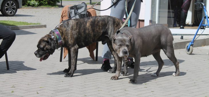 ogólnopolski dzień dogoterapii