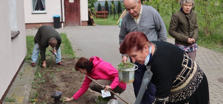 Międzynarodowy Dzień Partyzanckiego Sadzenia Słoneczników