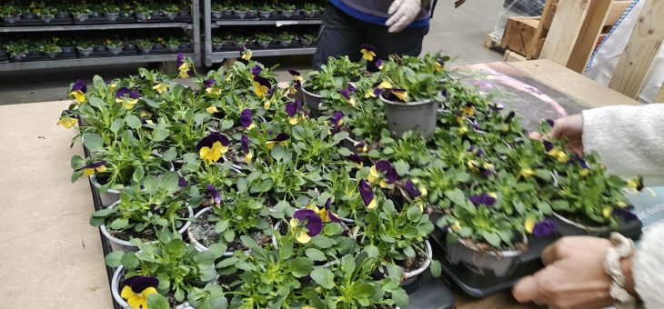 „Kwiaty za elektrograty”